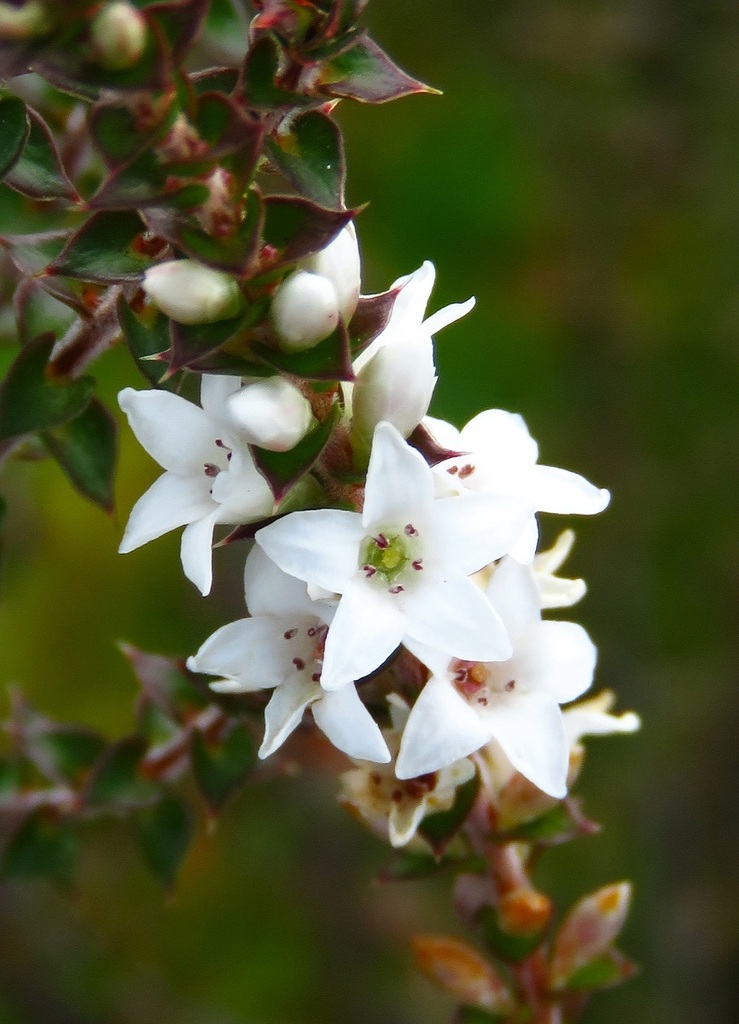 Epacris Gunnii From Gardens Of Stone Sca Lidsdale Nsw Australia