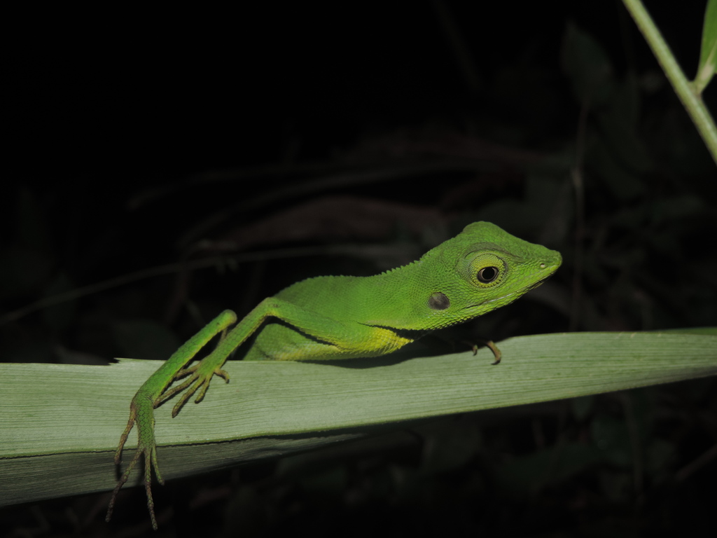 Green Crested Lizard From Kecamatan Weda Tengah On October 31 2018 By