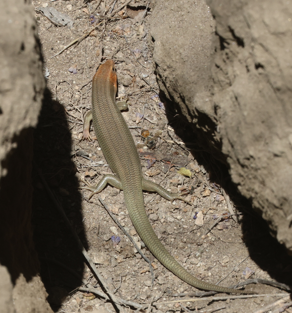 Gilbert S Skink From San Bernardino County Ca Usa On June At