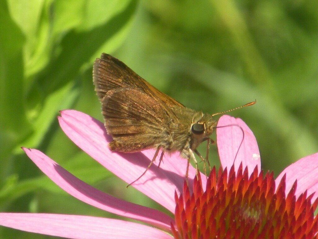 Polites From Perry County In Usa On June At Am By Doug