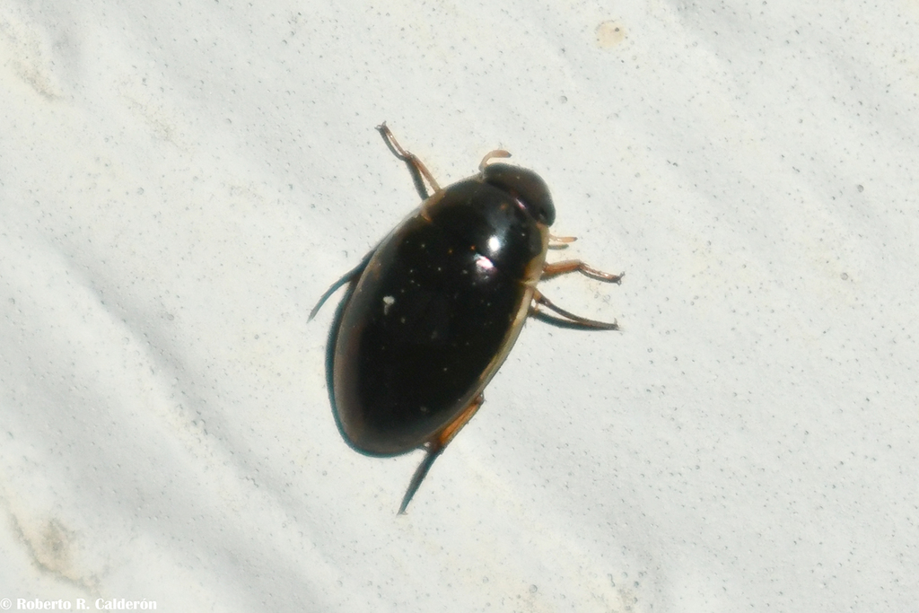 Tropisternus Lateralis Nimbatus From Avondale Park Denton Denton