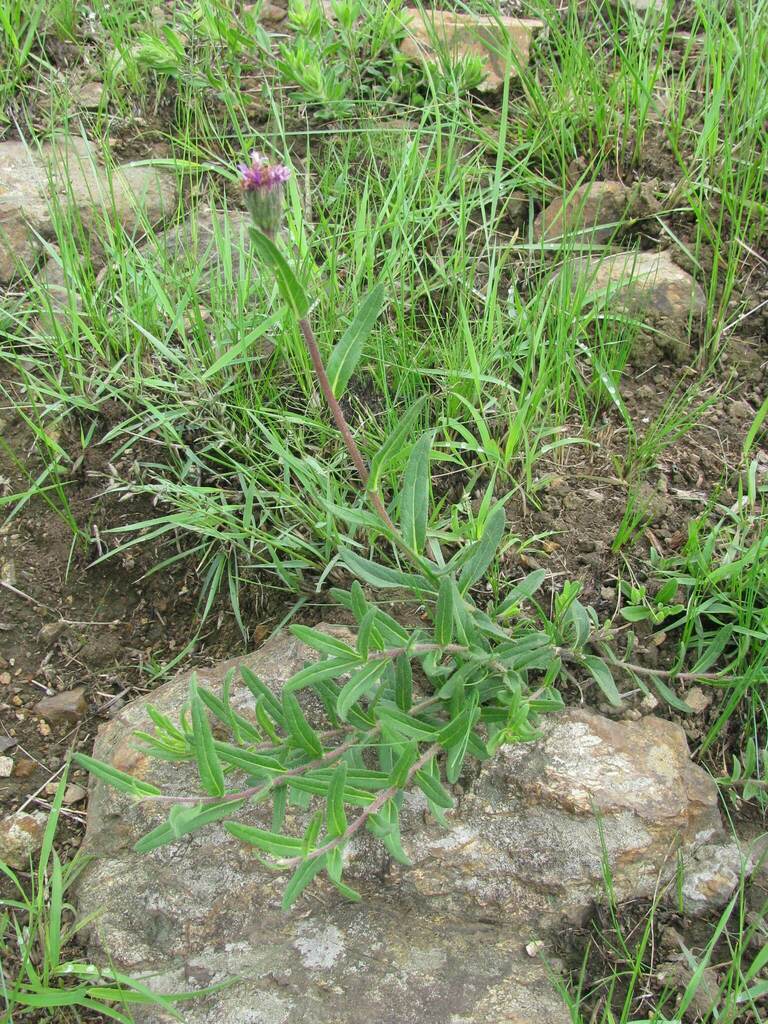 Bluebrush From Falls Ingomankulu UMgungundlovu District Municipality