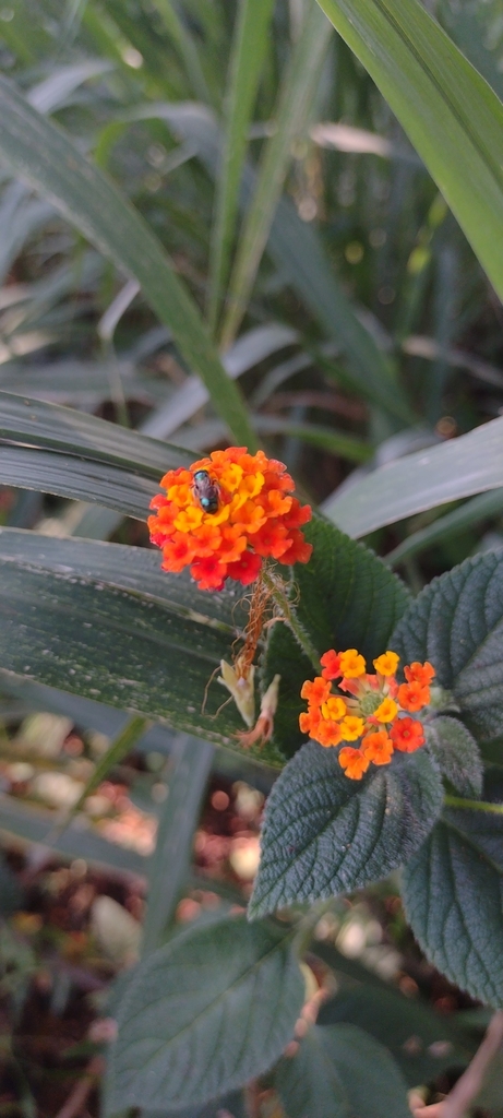 Lantana horrida from Nueva Esperanza 29960 Palenque Chis México on