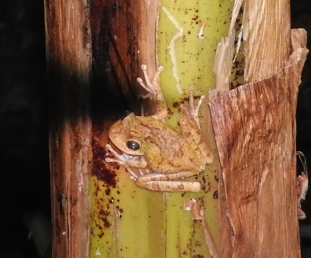 Banana Tree Dwelling Frog From Santa Marta Magdalena Colombia On