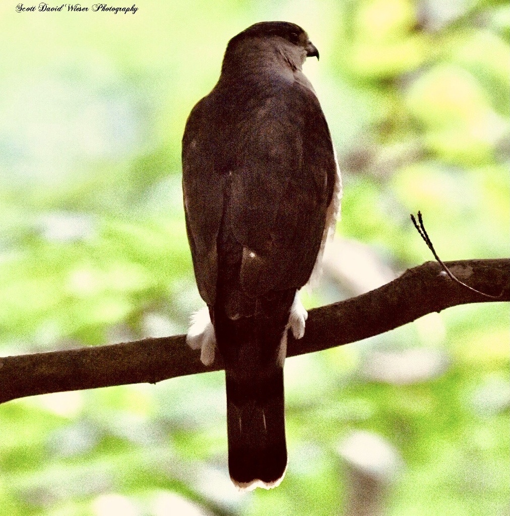 Cooper S Hawk From Reinstein Woods Nature Preserve Depew Ny Us On