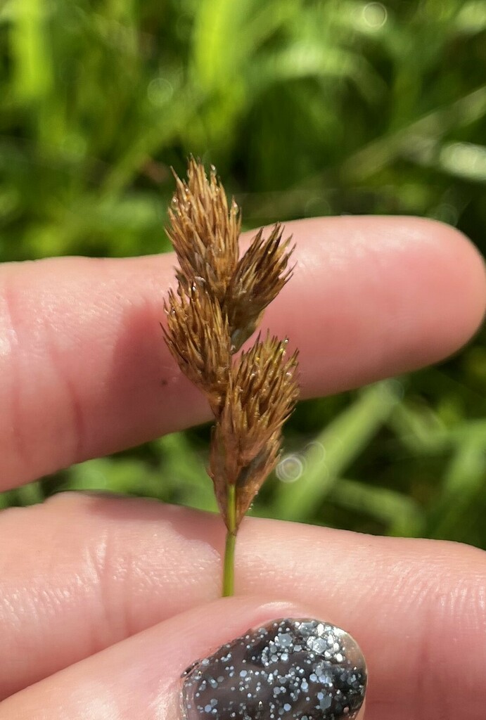 Pointed Broom Sedge From Fayetteville Ar Usa On June At