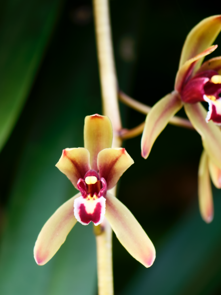 Finlayson S Cymbidium From Neo Tiew Cres Singapore On May