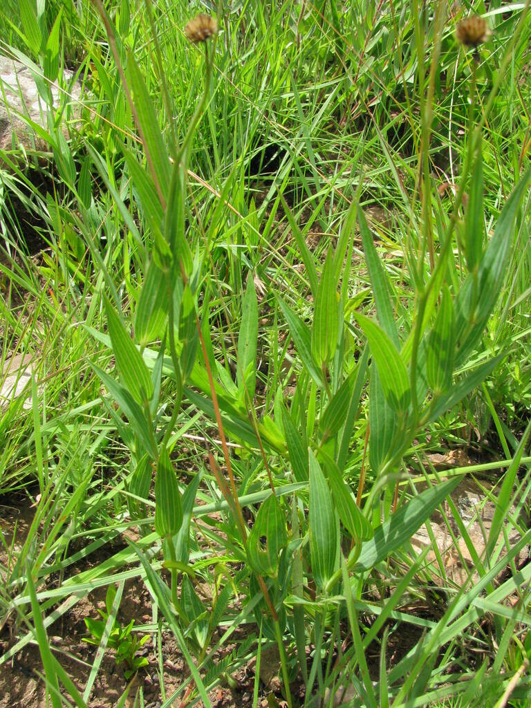 Afroaster Serrulatus From UMgungundlovu District Municipality South