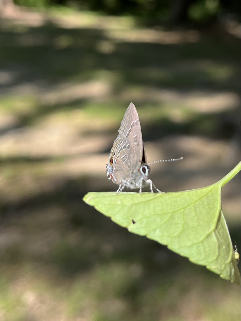 Banded Hairstreak From Elk Neck State Park North East Md Us On June