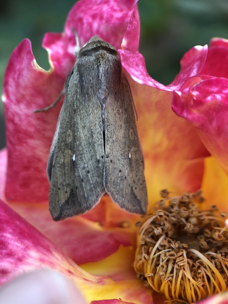 White Speck Moth From Myrtle Dr Sunnyvale Ca Us On May At