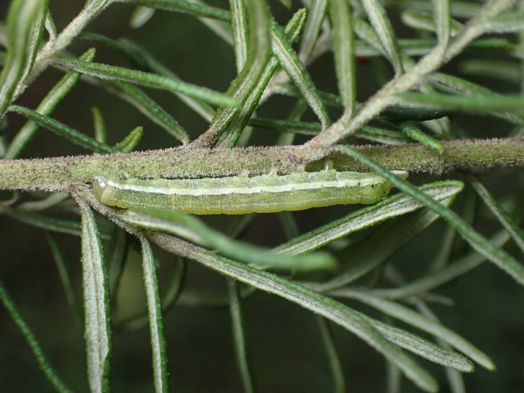 Cutworm Moths And Allies From Beek Beek Reserve On June 10 2023 At 01