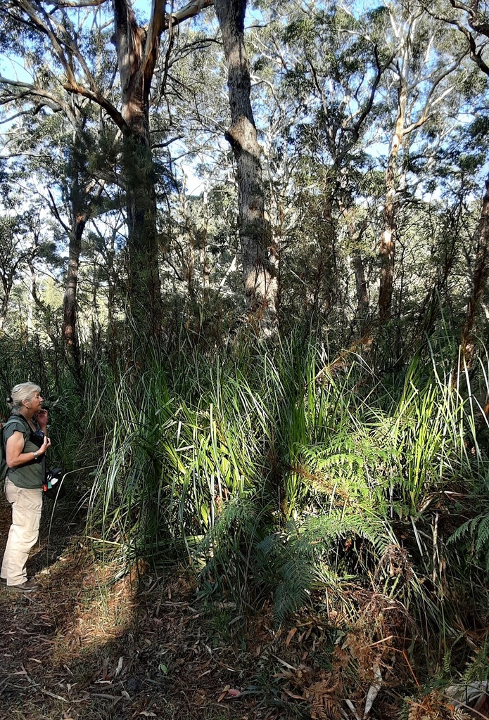 Tall Saw Sedge From Huskisson Nsw Australia On June At