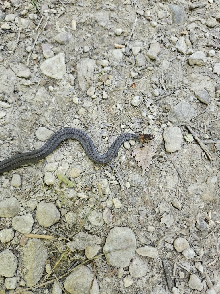 Red Bellied Snake From Albemarle County Shenandoah National Park