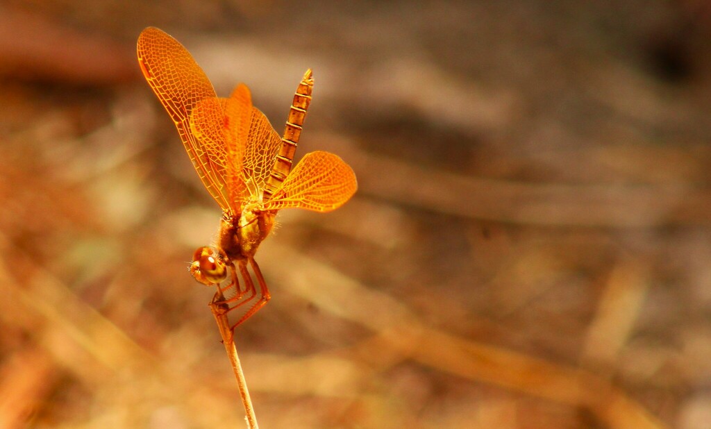 Mexican Amberwing From Colinas De San Javier Guadalajara Jal M Xico