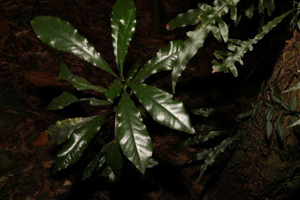 Candle Vine From Border Ranges NSW 2474 Australia On June 10 2023 At