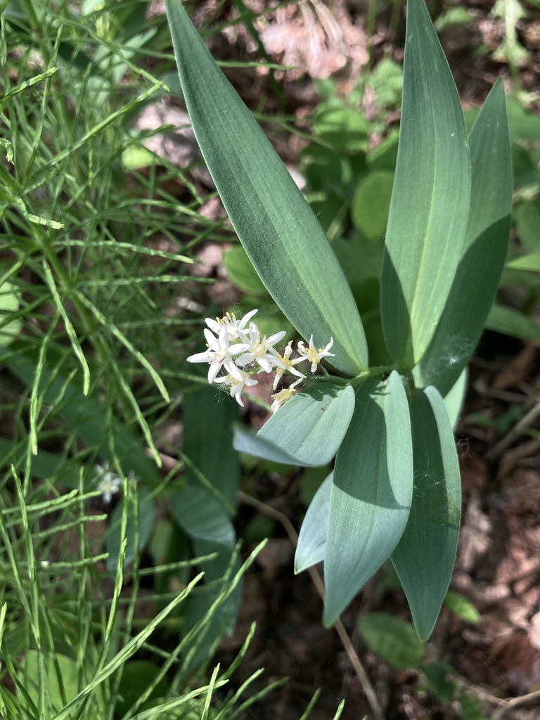 Star Flowered Lily Of The Valley From Southwest Calgary Calgary AB