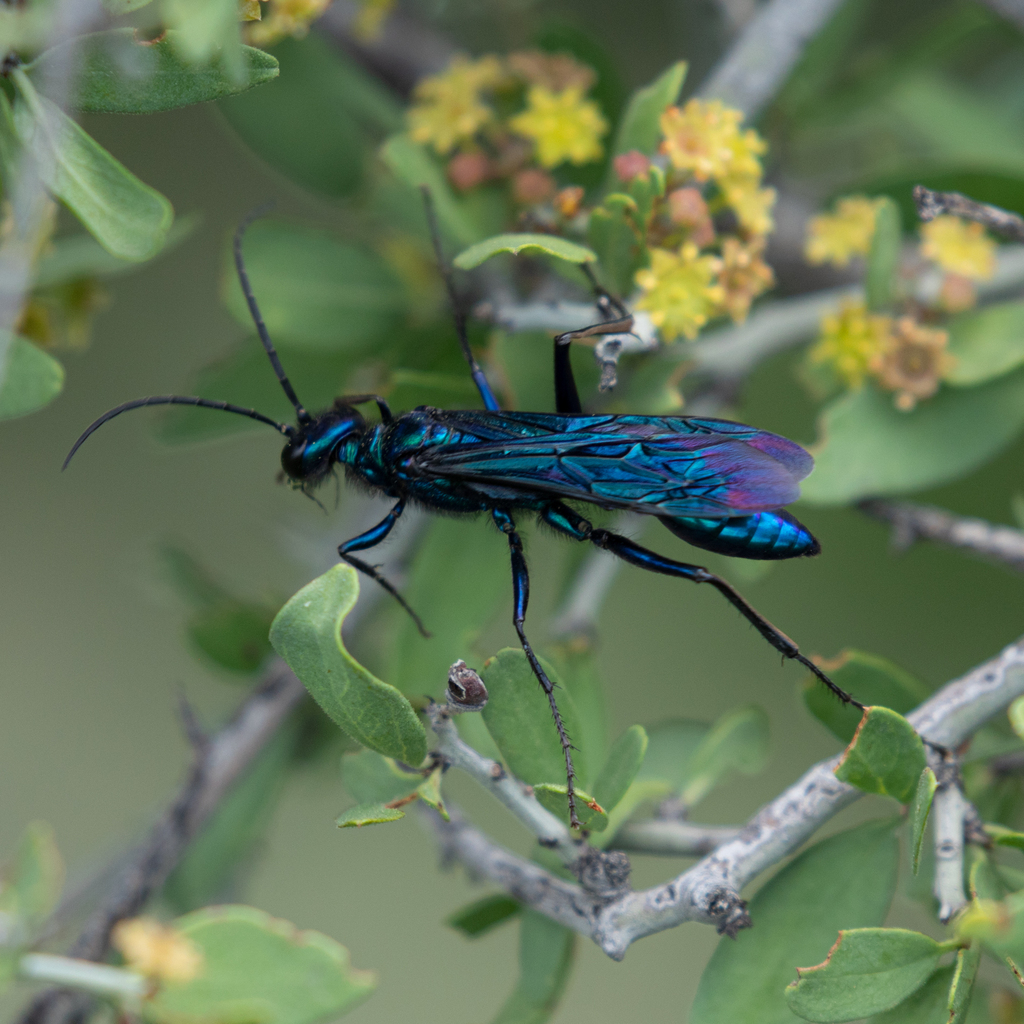 Nearctic Blue Mud Dauber Wasp From Brewster County TX USA On June 11