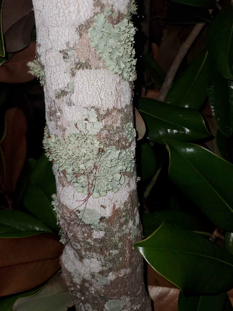 Common Lichens From Wimauma Fl Usa On June At Pm