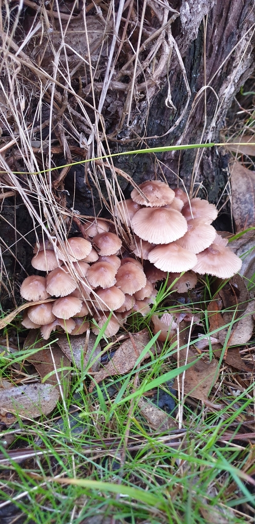 Common Gilled Mushrooms And Allies From Glenroy Nsw Australia On