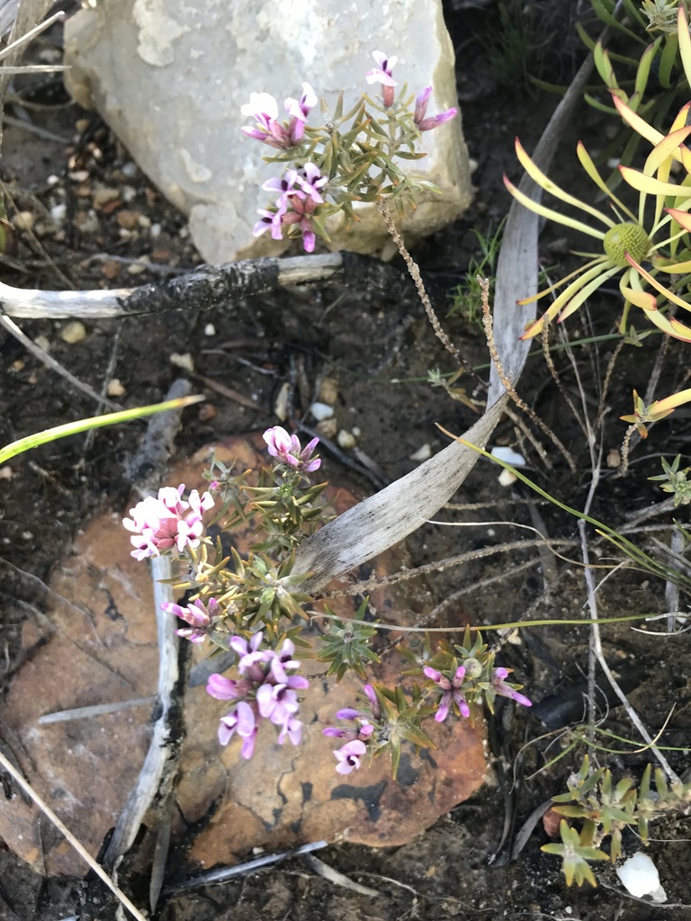 Ericoid Amphithalea From Fernkloof Nature Reserve On June 7 2023 At 09