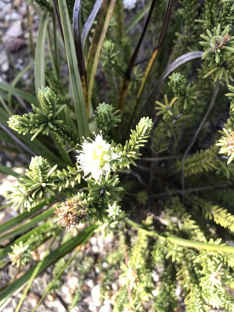 Nodding Skewsage From Fernkloof Nature Reserve On June 7 2023 At 10 13