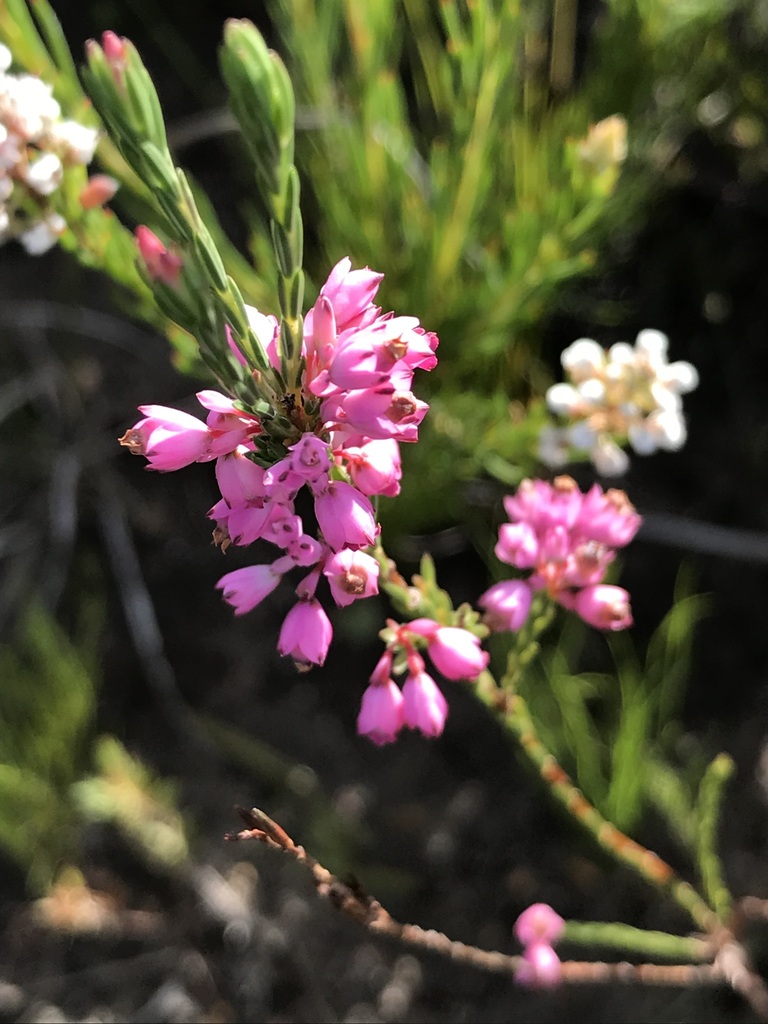 Purpletip Heath From Fernkloof Nature Reserve On June At