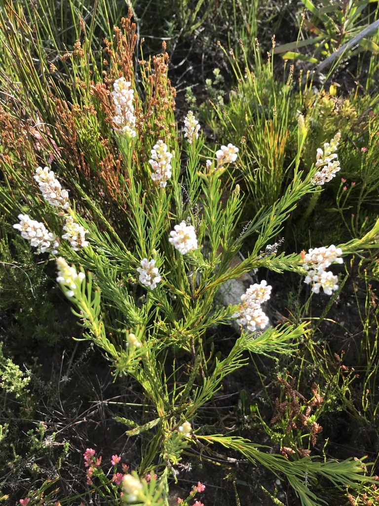 Lax Spoon From Fernkloof Nature Reserve On June 7 2023 At 10 15 AM By