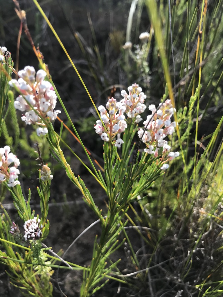 Lax Spoon From Fernkloof Nature Reserve On June 7 2023 At 10 17 AM By