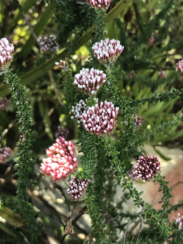 Pink Blombush From Fernkloof Nature Reserve On June 7 2023 At 10 19 AM