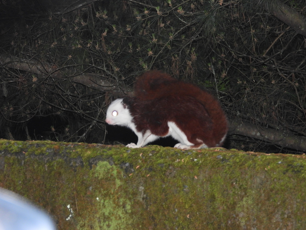 Taiwan Red and white Giant Flying Squirrel from 台灣台中市 on June 2 2023