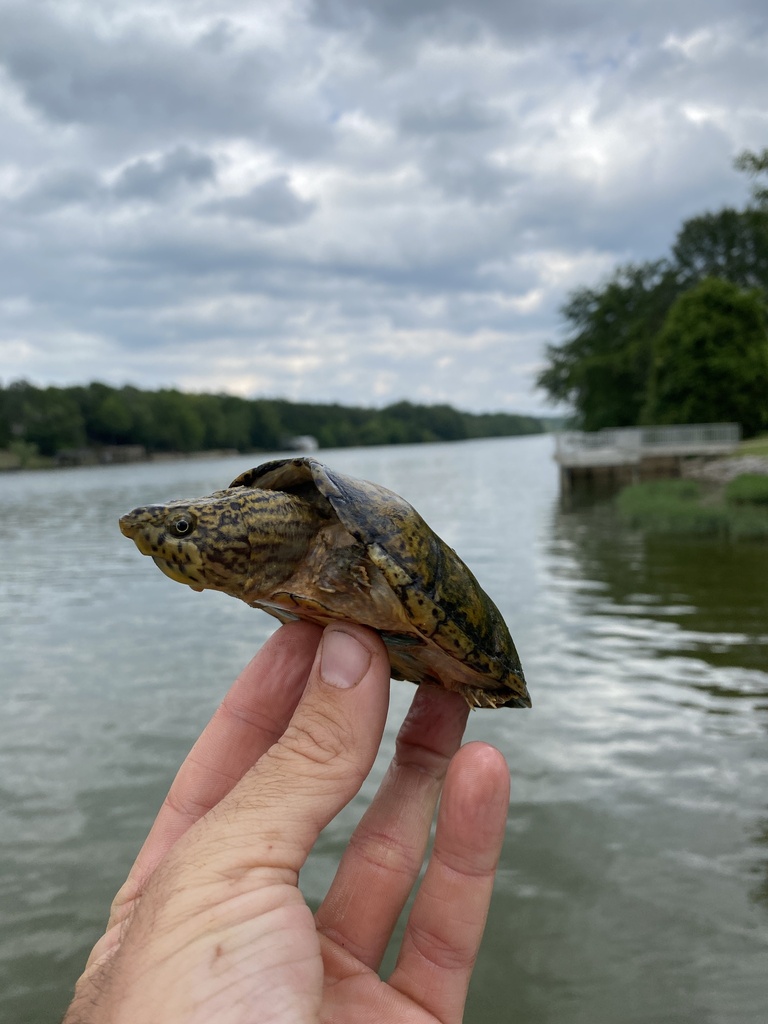 Stripe Necked Musk Turtle In June 2023 By Grover J Brown INaturalist