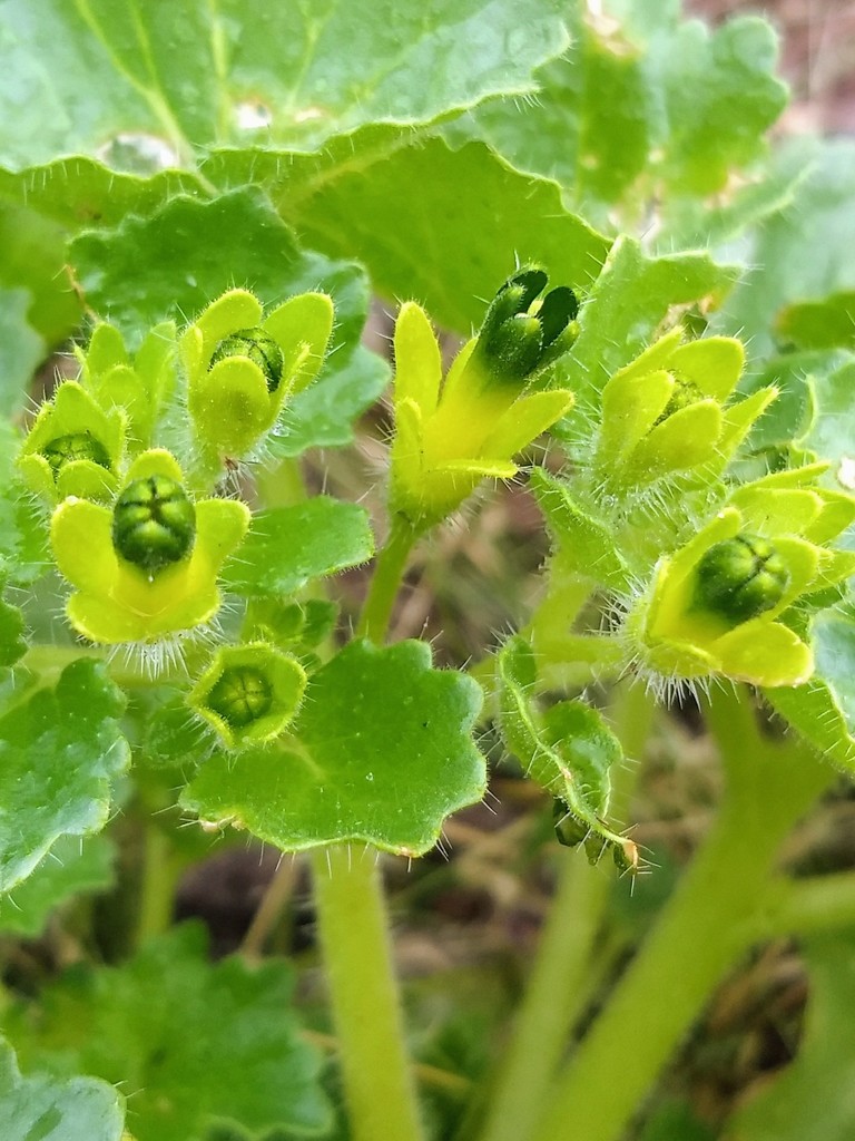 Eucnide Rupestris Flora De Oasis FOMIX BCS INaturalist