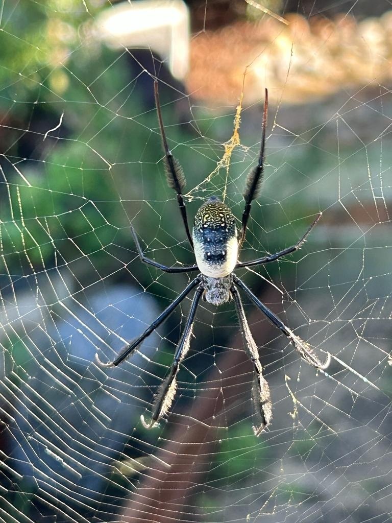 Hairy Golden Orb Weaving Spider From Makana Makhanda EC ZA On June