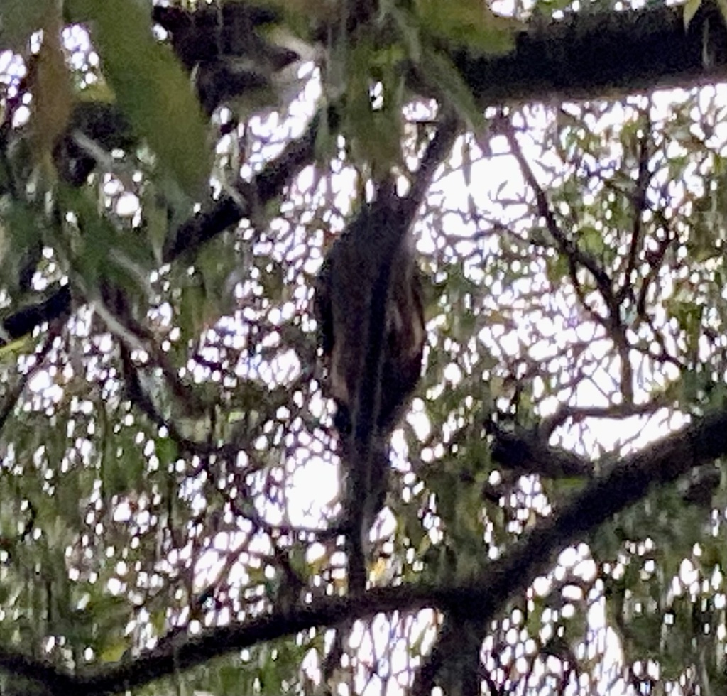 Andean Guan From Universidad De Los Andes Bogot Co On June