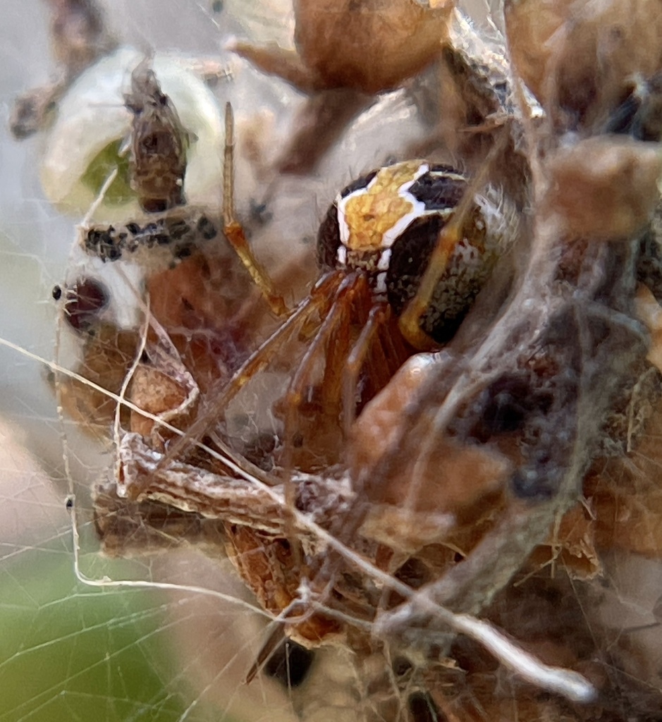 Painted Cobweb Weaver From Lungotevere Degli Anguillara Roma Lacio