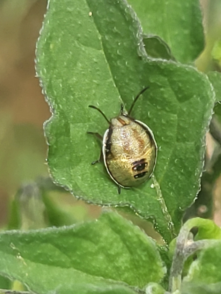 Gorse Shield Bug From Jw H Parking Lot Kerkira Griechenland