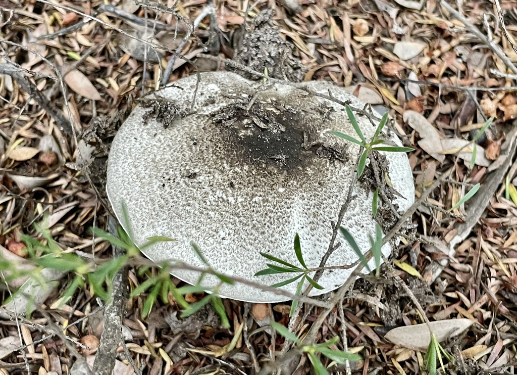 Common Gilled Mushrooms And Allies From Wilsons Promontory National