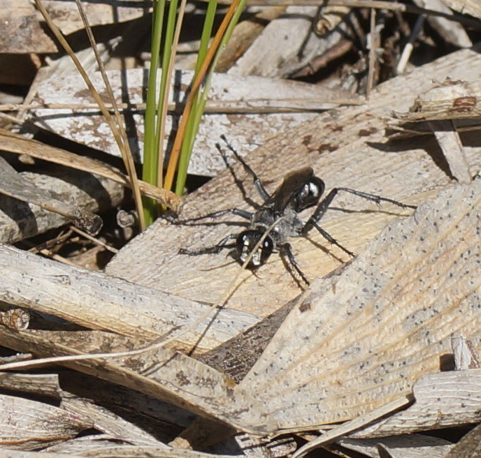 Prionyx Globosus From Piccaninnie Ponds Grant South Australia