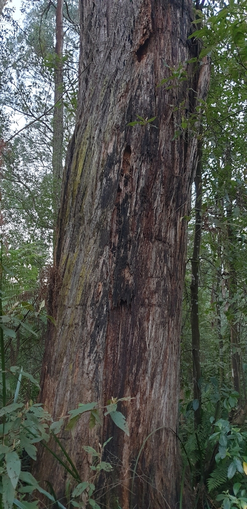 Brown Top Stringybark From Kalorama Vic Australia On June