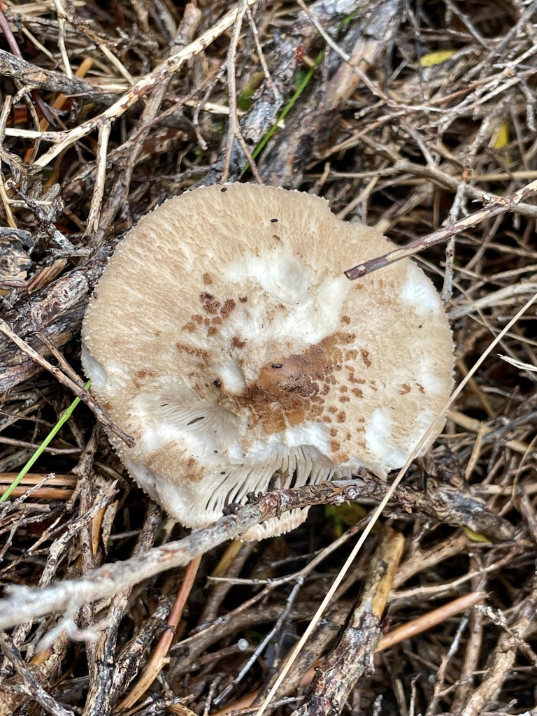 Common Gilled Mushrooms And Allies From Wilsons Promontory National