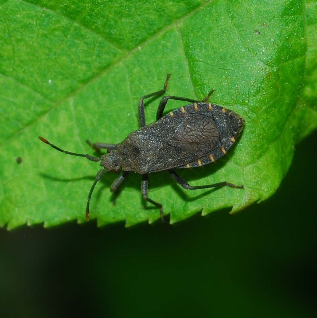 Hygia Lativentris From Yangju Gyeonggi Do South Korea On May