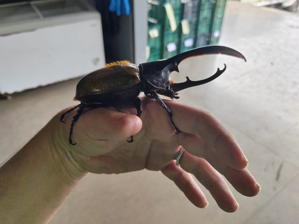 Central American Hercules Beetle From Gvh J C El Invu Provincia De