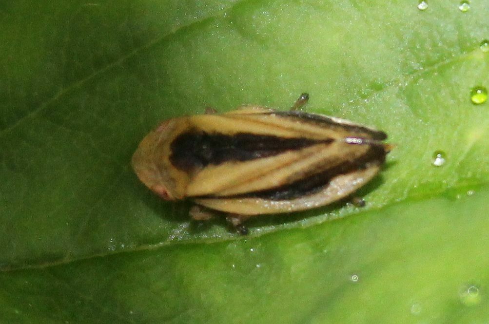 Meadow Spittlebug From Netherton Dudley Uk On June At