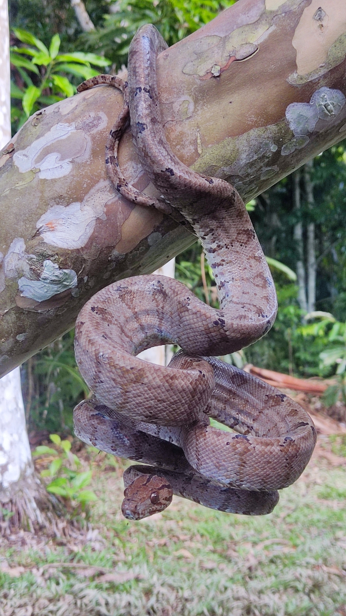 Corallus Hortulana Linnaeus