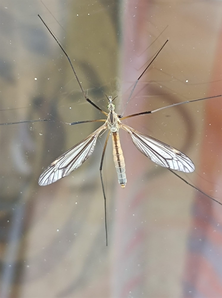 European Crane Fly From Kirchdorf A D Amper Kirchdorf An Der