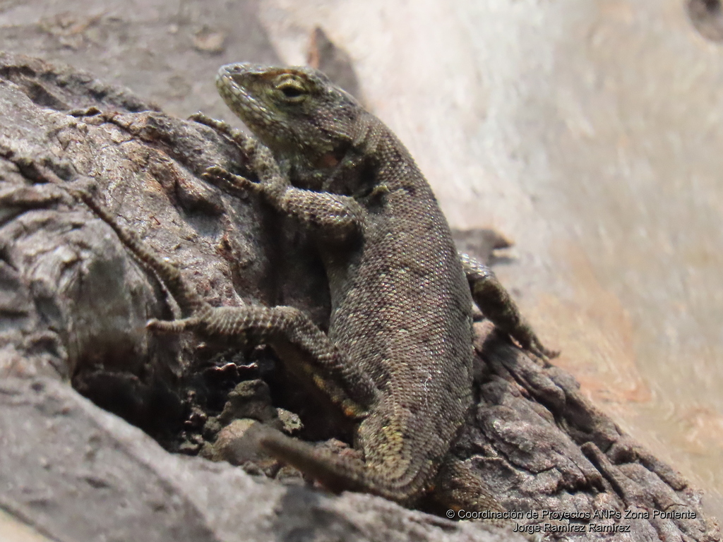 Graphic Spiny Lizard from San José del Olivar Ciudad de México CDMX