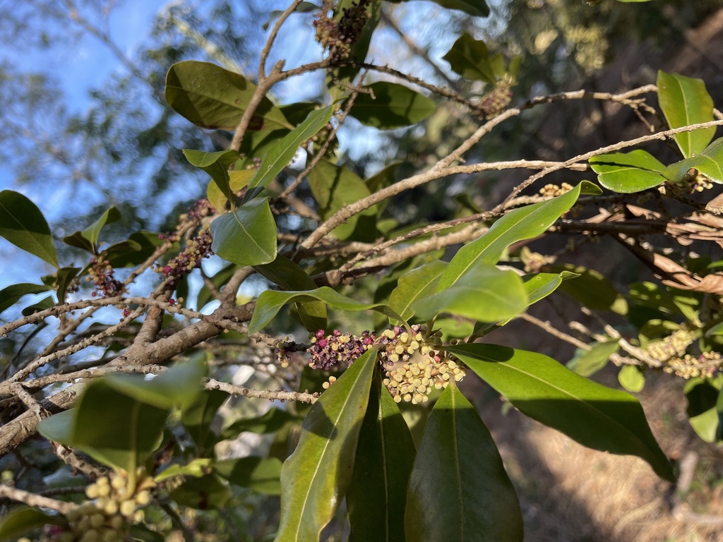 Colicwood From Moreton Bay Marine Park Banksia Beach QLD AU On June