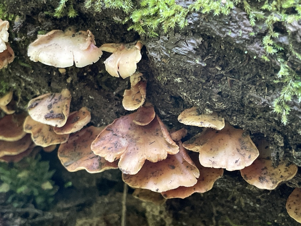 Oysterlings From I 90 W Issaquah WA US On June 21 2023 At 04 11 PM