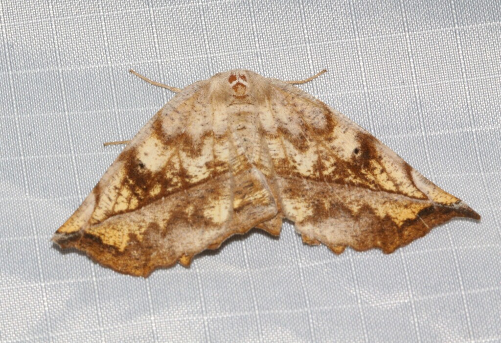 Curved toothed Geometer Moth from Parc régionale de la rivière Métis on