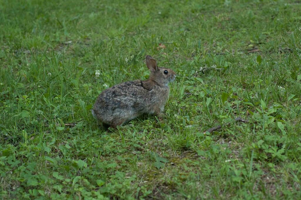 Appalachian Cottontail In June 2008 By Moses Michelsohn INaturalist